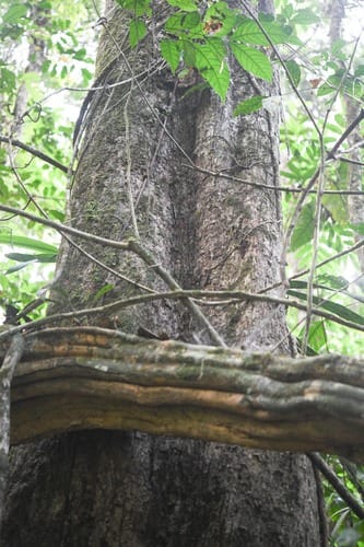 Pouteria egregia (Alofachi-boiti) — photo