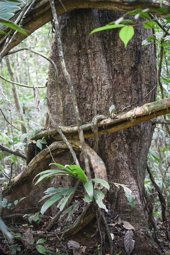 Pouteria egregia