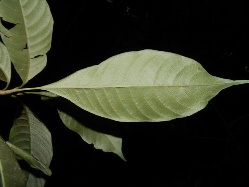 Pouteria filipes (Abiurana) — photo