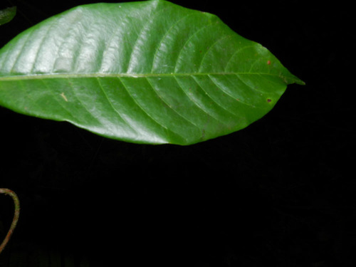Pouteria filipes (Abiurana) — photo
