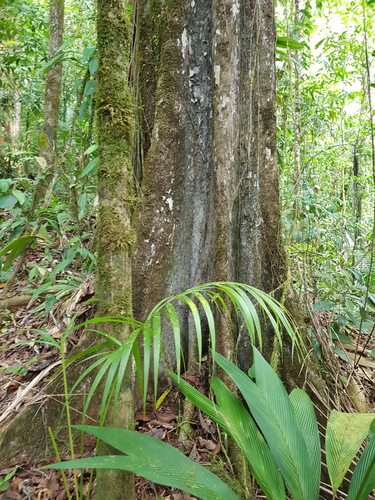 Pouteria filipes