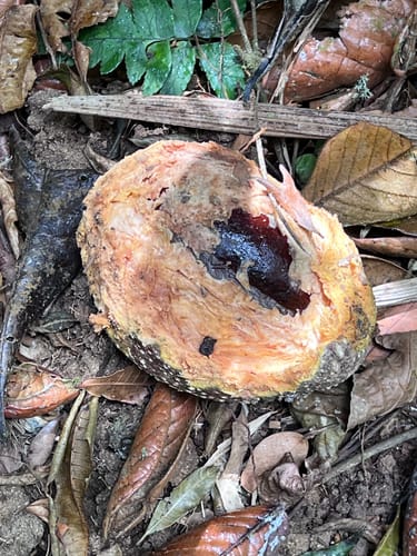 Pouteria fossicola (Mamey pouteria) — photo