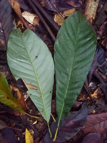 Pouteria fossicola