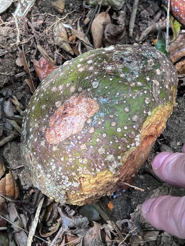 Pouteria fossicola (Mamey pouteria) — photo