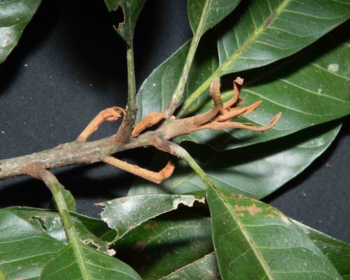 Pouteria franciscana — photo