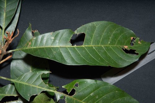 Pouteria franciscana — photo
