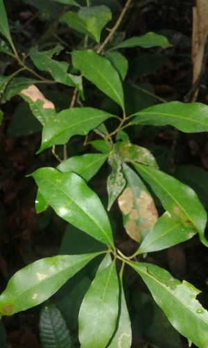 Pouteria franciscana