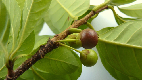 Pouteria gardneri (Agauai grande) — photo