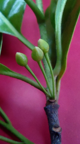 Pouteria gardneri (Agauai grande) — photo