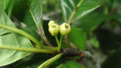 Pouteria gardneri