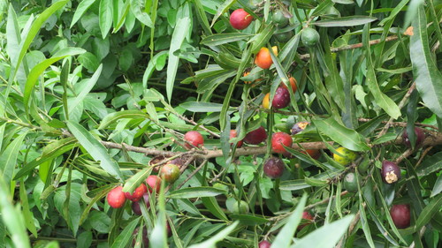 Pouteria gardneriana (Aguai) — photo