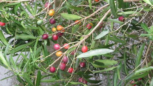 Pouteria gardneriana (Aguai) — photo