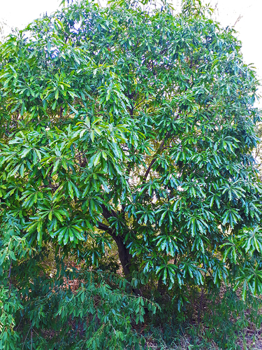Pouteria gardneriana