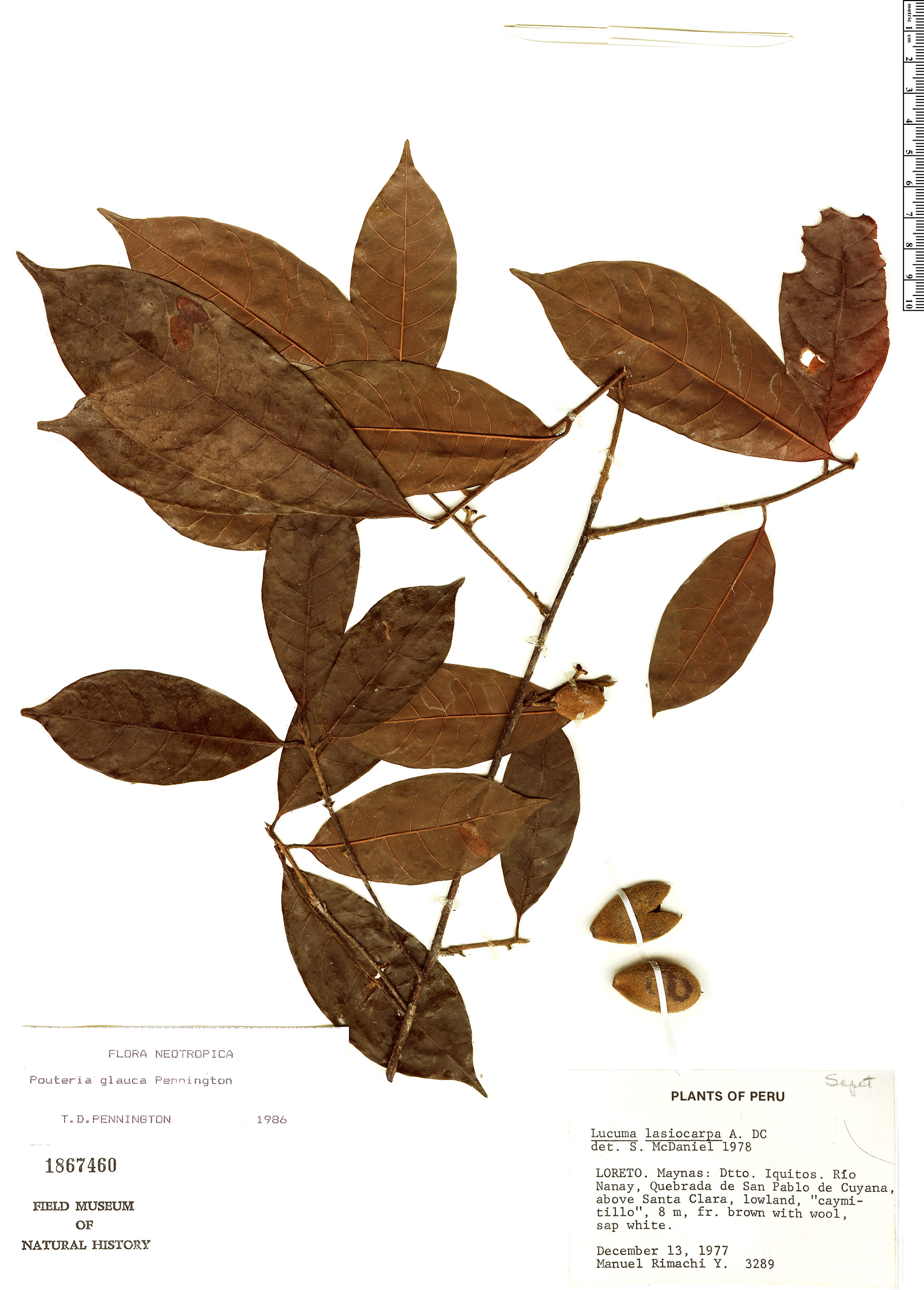 Pouteria glauca — photo