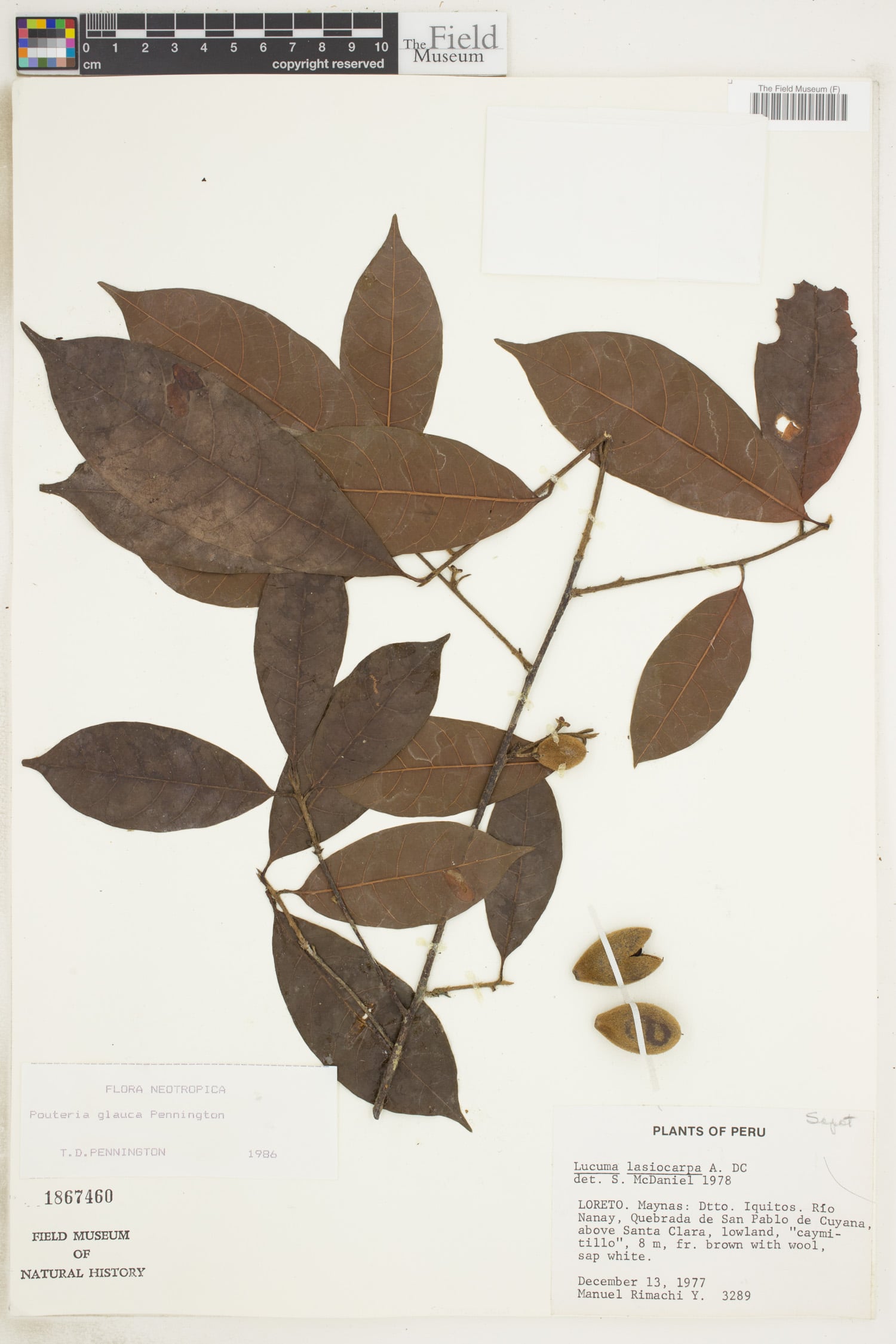 Pouteria glauca