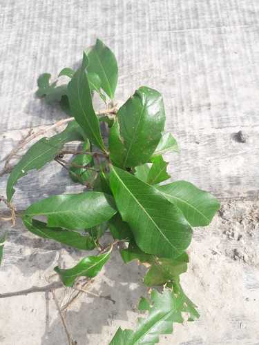 Pouteria glomerata (Abio) — photo