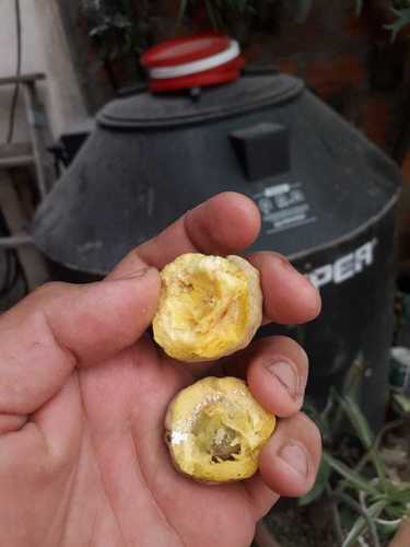Pouteria glomerata (Abio) — photo