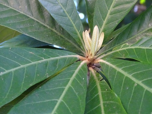 Pouteria glomerata subsp. stylosa — photo