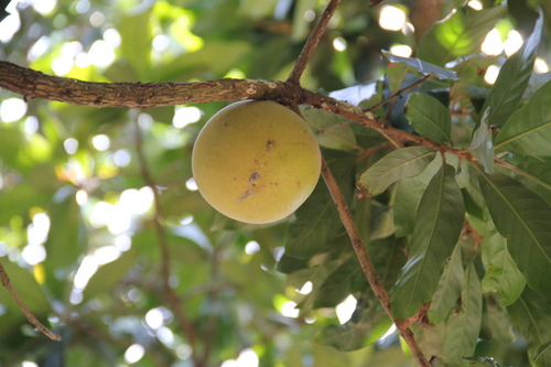 Pouteria glomerata subsp. stylosa — photo