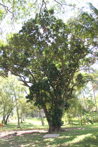 Pouteria glomerata subsp. stylosa