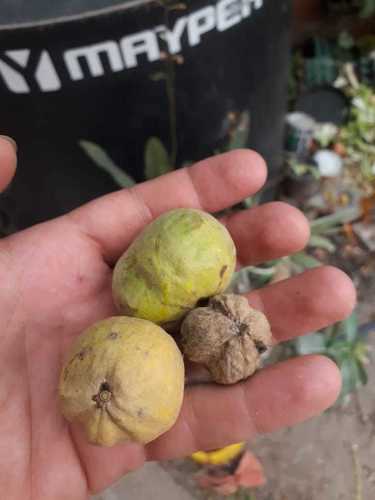 Pouteria glomerata