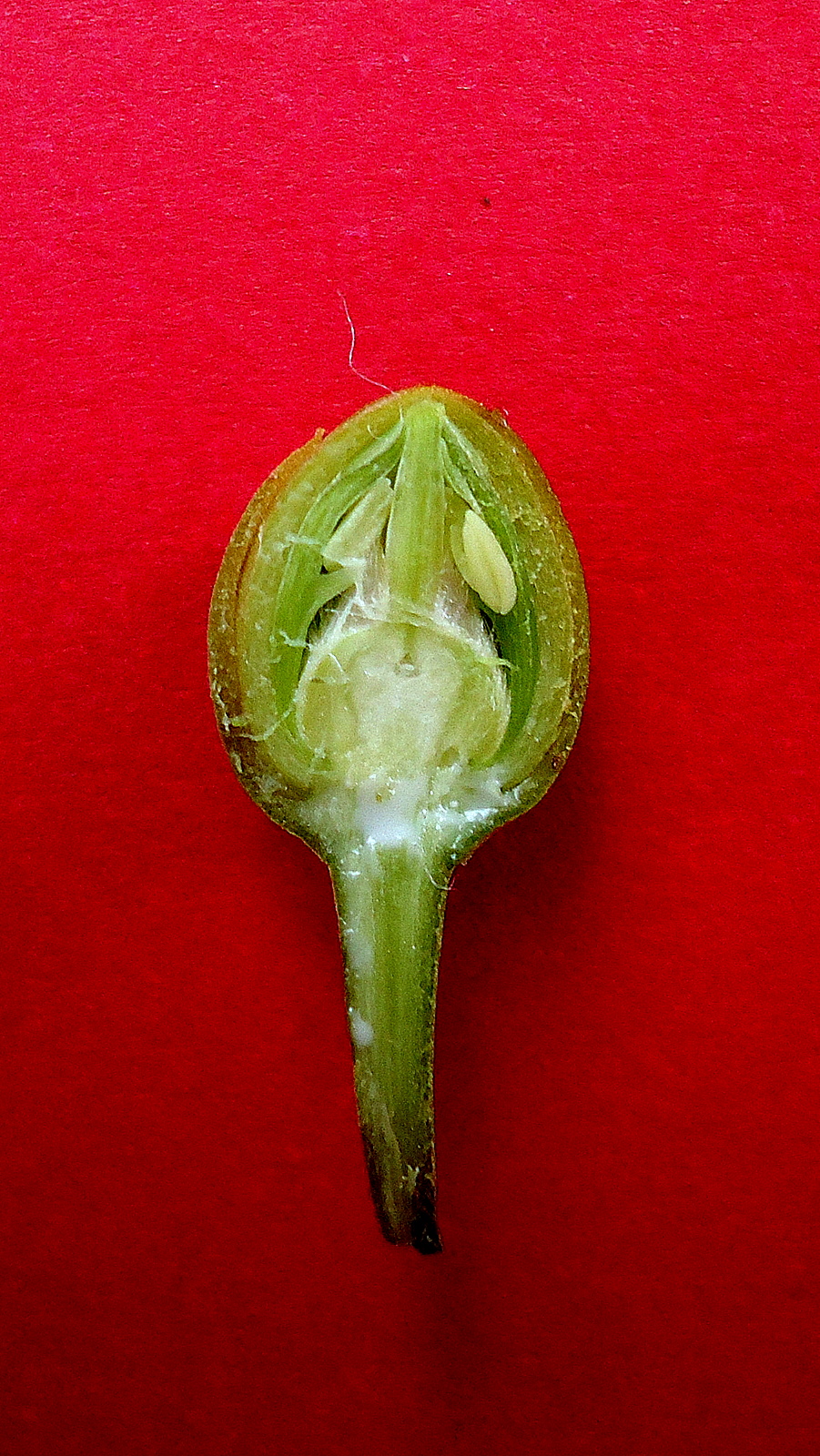Pouteria grandiflora (Largeflower pouteria) — photo
