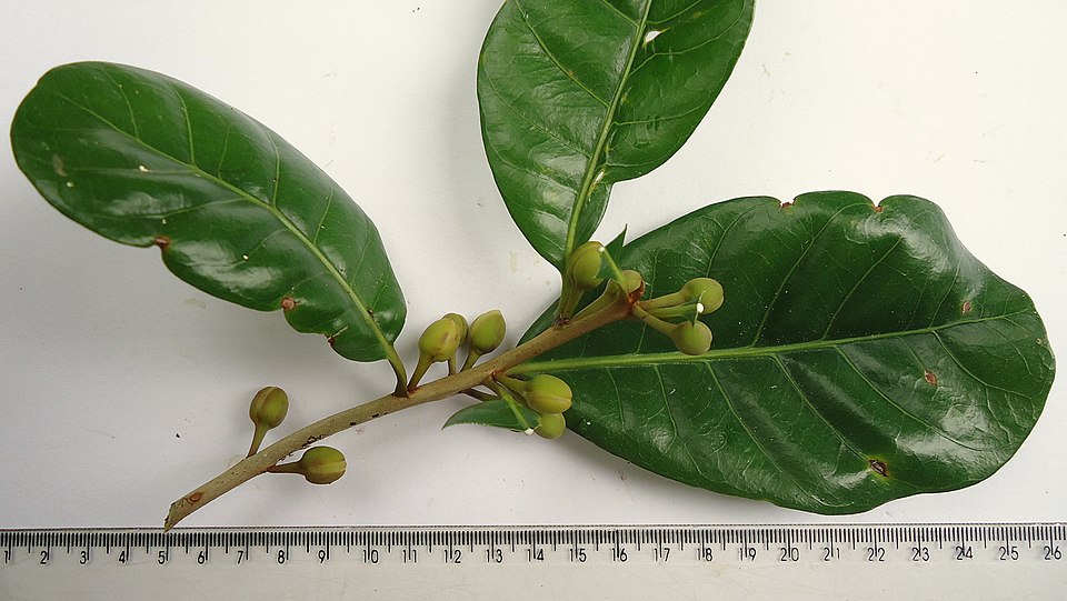 Pouteria grandiflora