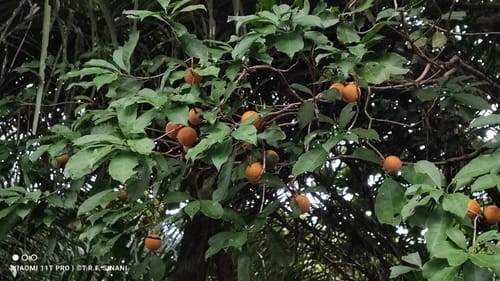 Pouteria guianensis (Guianas pouteria) — photo
