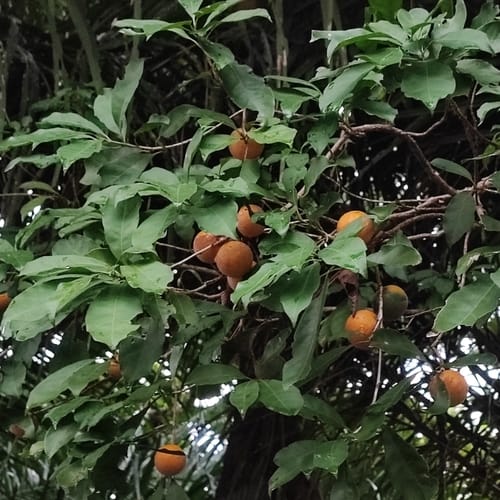 Pouteria guianensis (Guianas pouteria) — photo