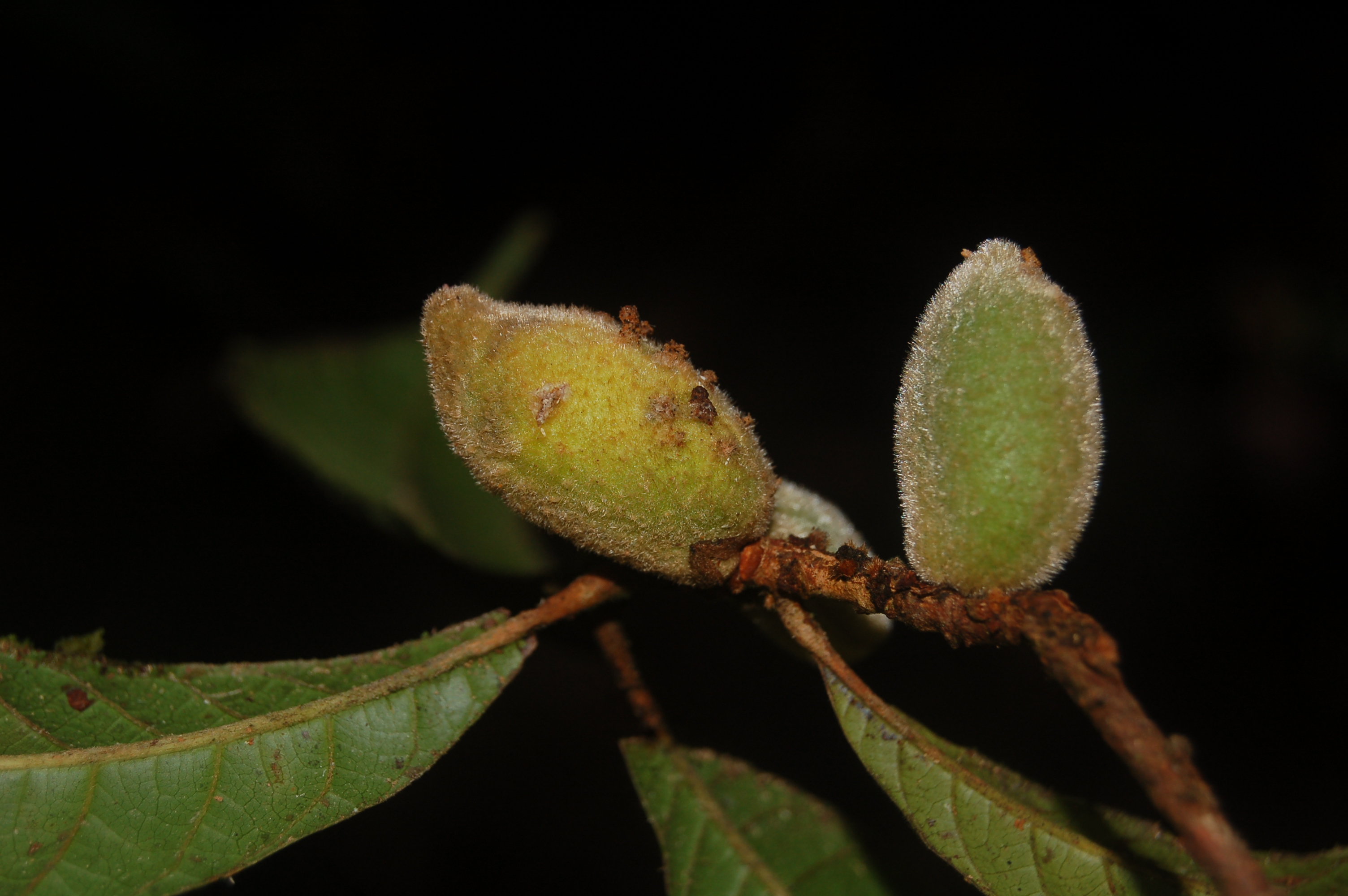 Pouteria hispida (Hispid pouteria) — photo