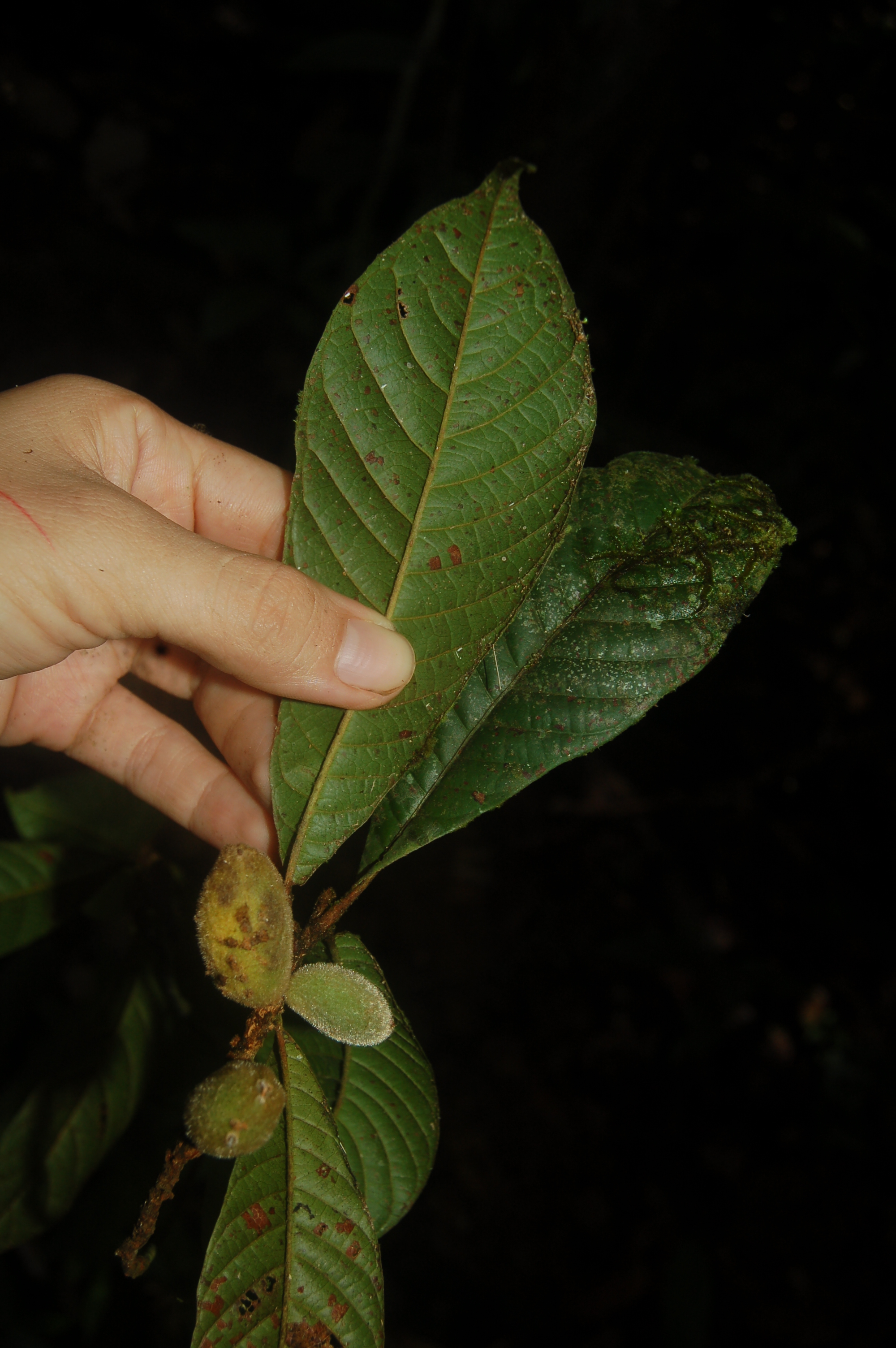 Pouteria hispida (Hispid pouteria) — photo