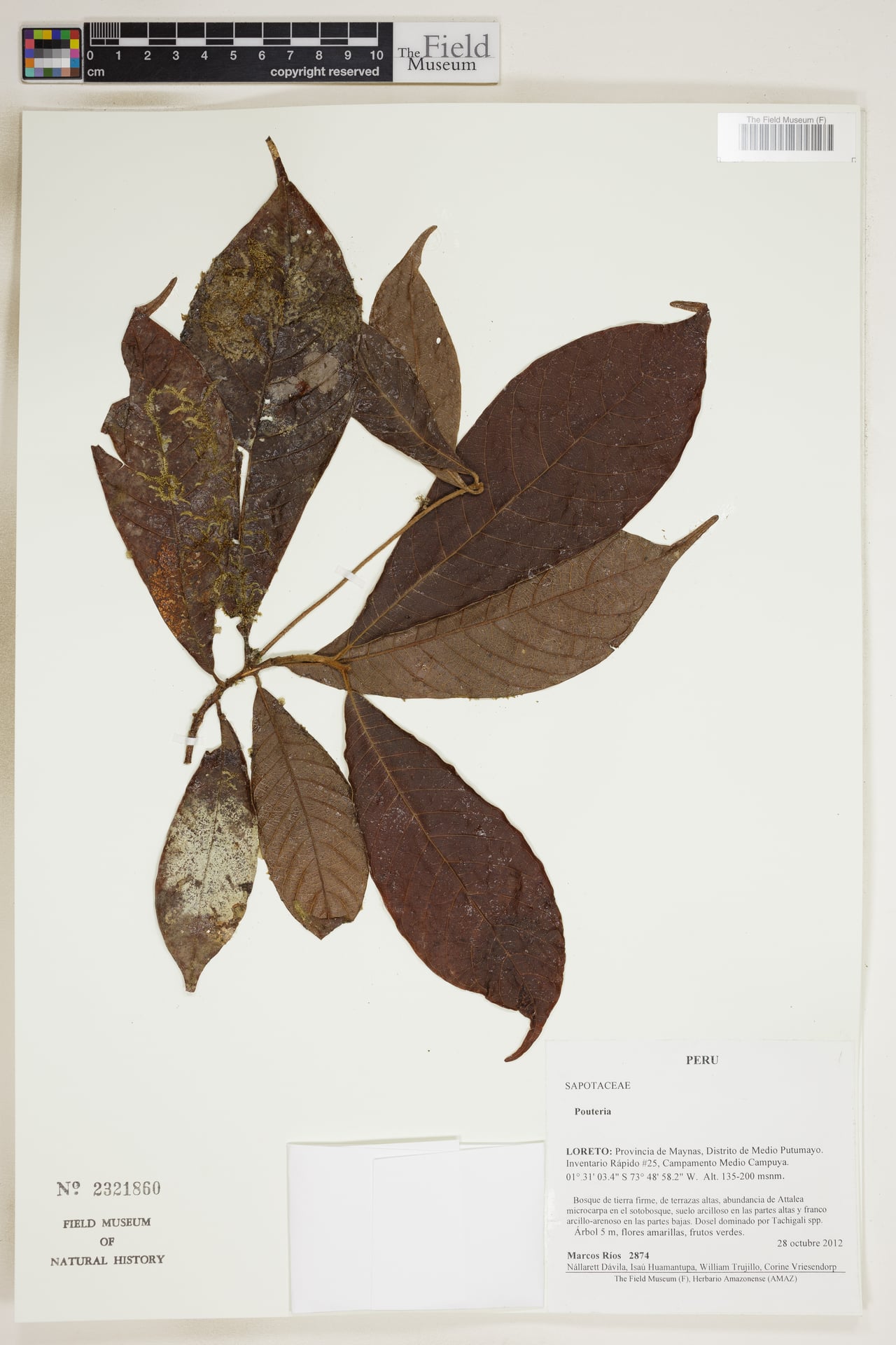 Pouteria hispida