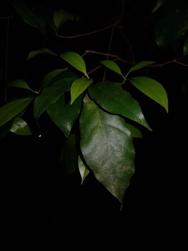 Pouteria juruana (Jurua pouteria) — photo