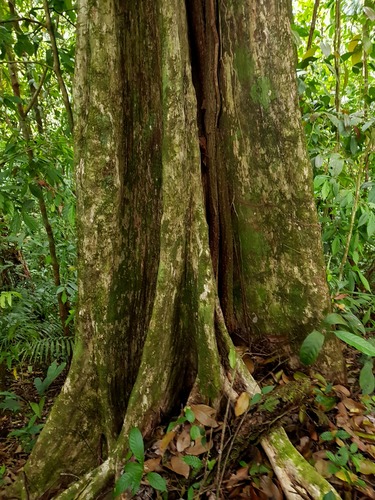 Pouteria juruana