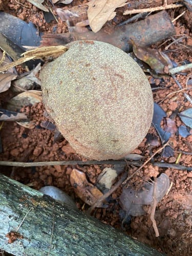 Pouteria laevigata (Smooth pouteria) — photo