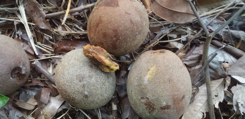 Pouteria laevigata