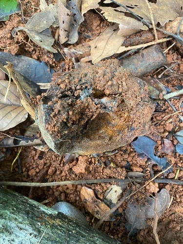 Pouteria laevigata (Smooth pouteria) — photo
