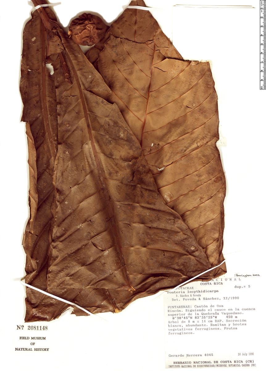 Pouteria lecythidicarpa — photo