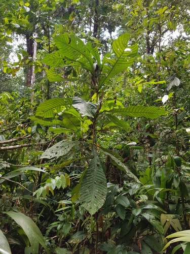 Pouteria lecythidicarpa