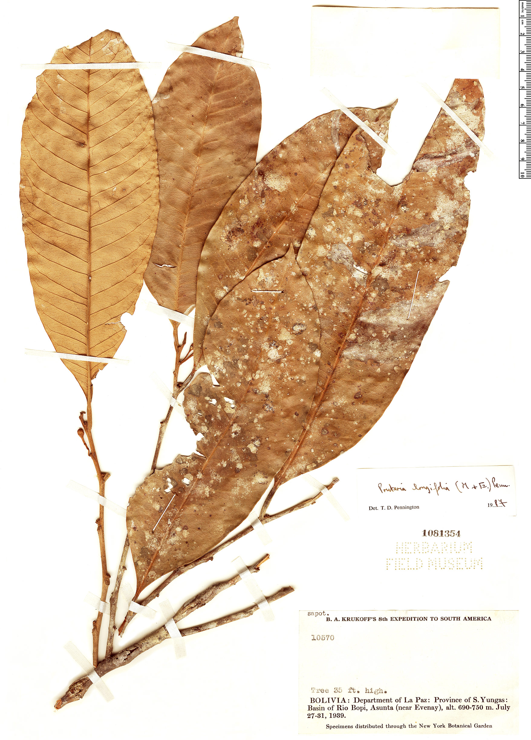 Pouteria longifolia (Lucma) — photo