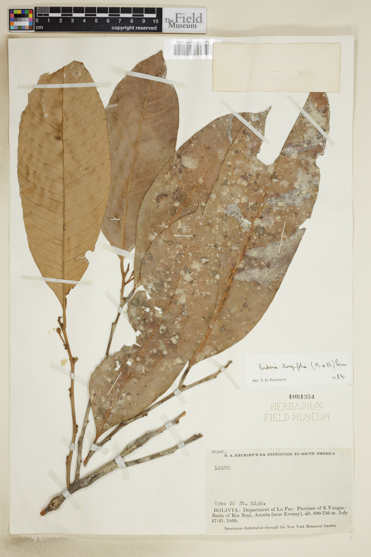 Pouteria longifolia (Lucma) — photo