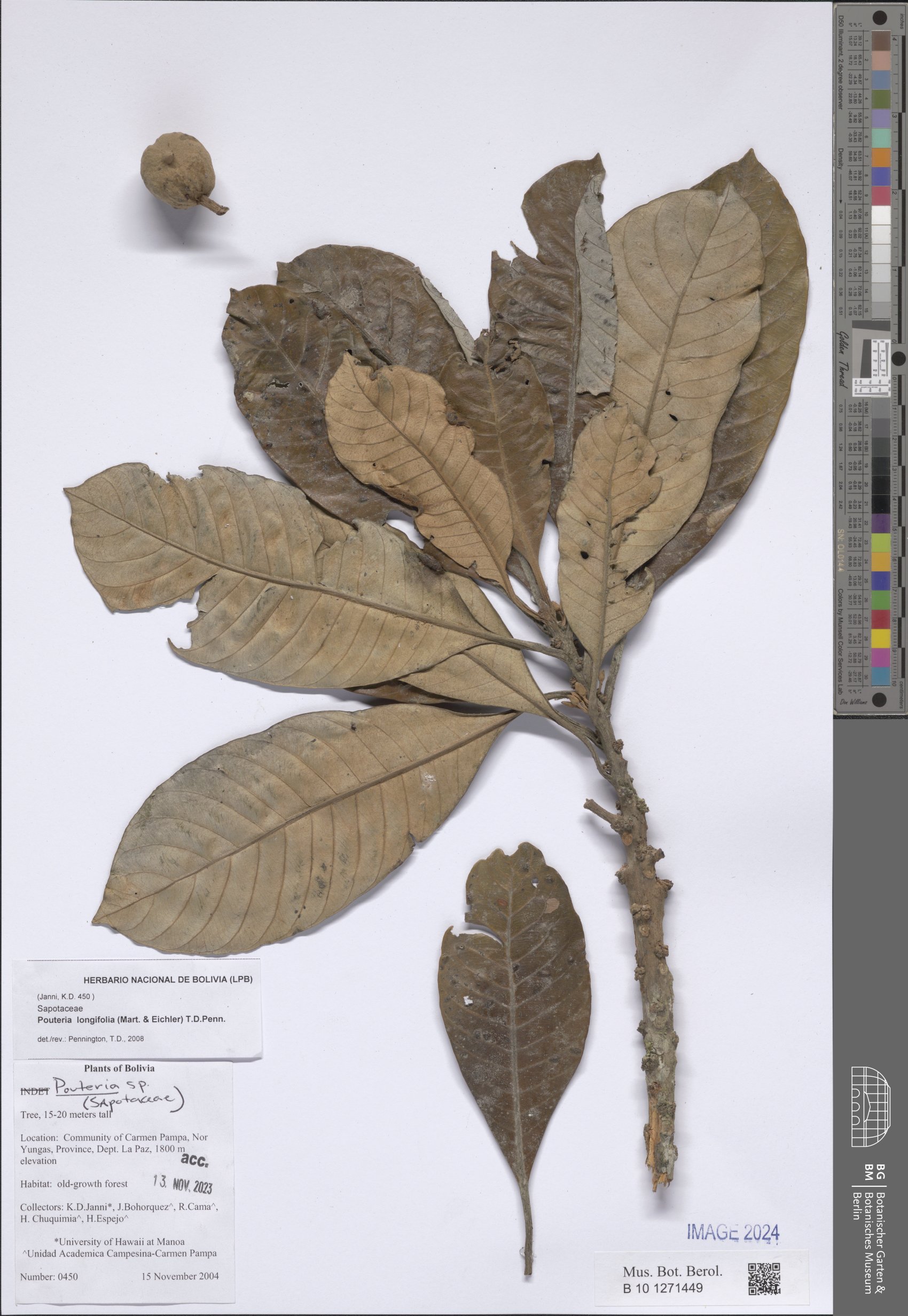 Pouteria longifolia (Lucma) — photo