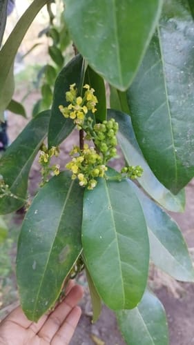 Pouteria lucuma (Lucmo) — photo