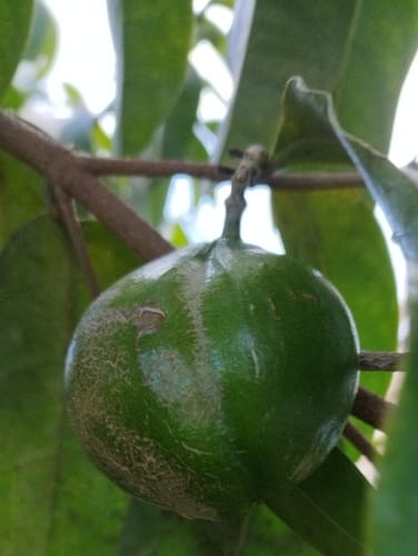 Pouteria lucuma (Lucmo) — photo