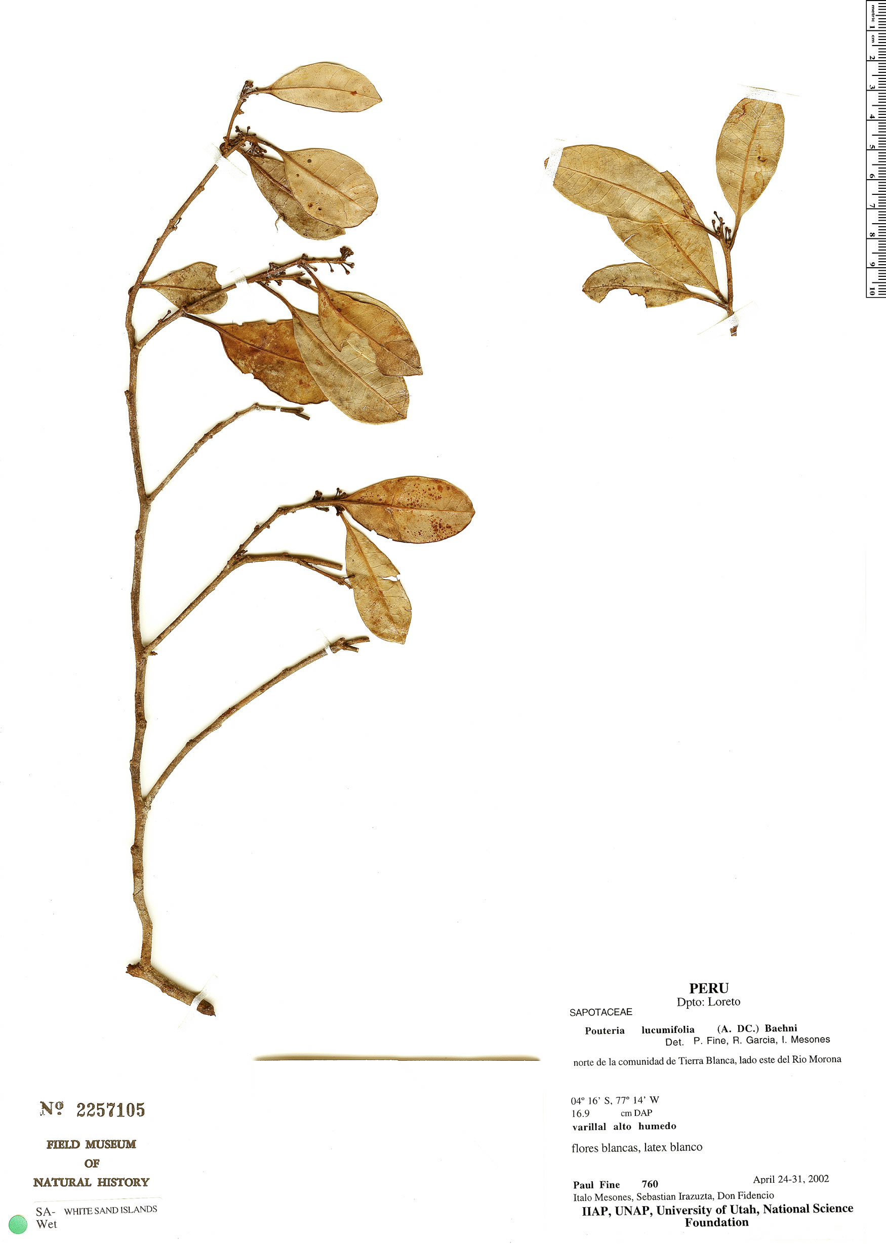 Pouteria lucumifolia (Lucumaleaf pouteria) — photo