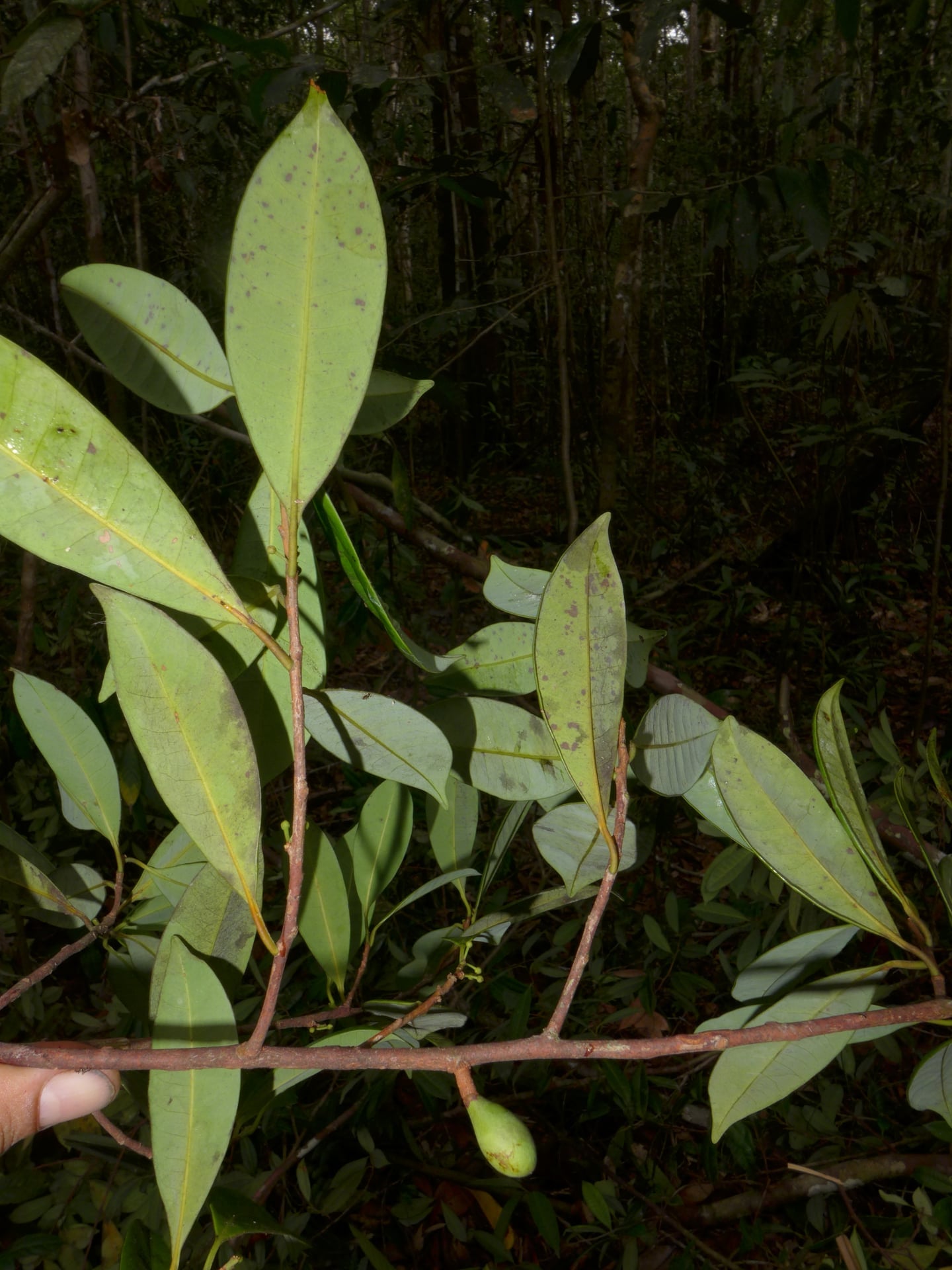 Pouteria lucumifolia