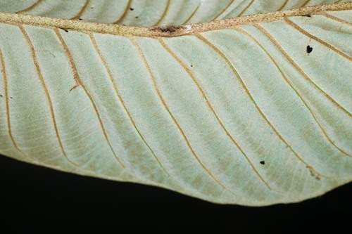 Pouteria macrocarpa (Bigfruit pouteria) — photo