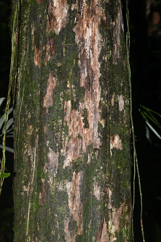 Pouteria macrocarpa (Bigfruit pouteria) — photo