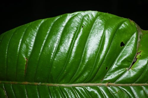 Pouteria macrocarpa