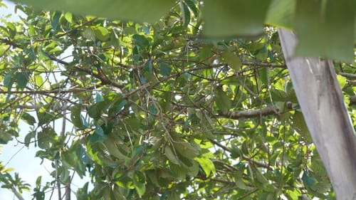 Pouteria macrophylla (Lucma) — photo
